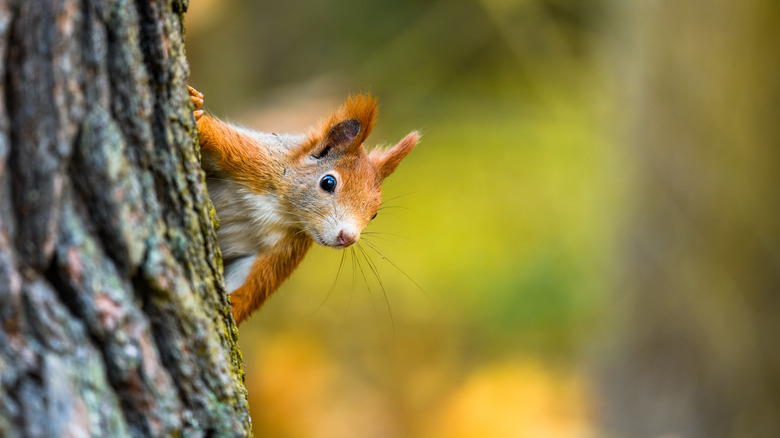 Red squirrel hiding behind tree