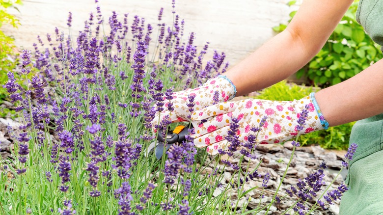 person pruning lavender in garden