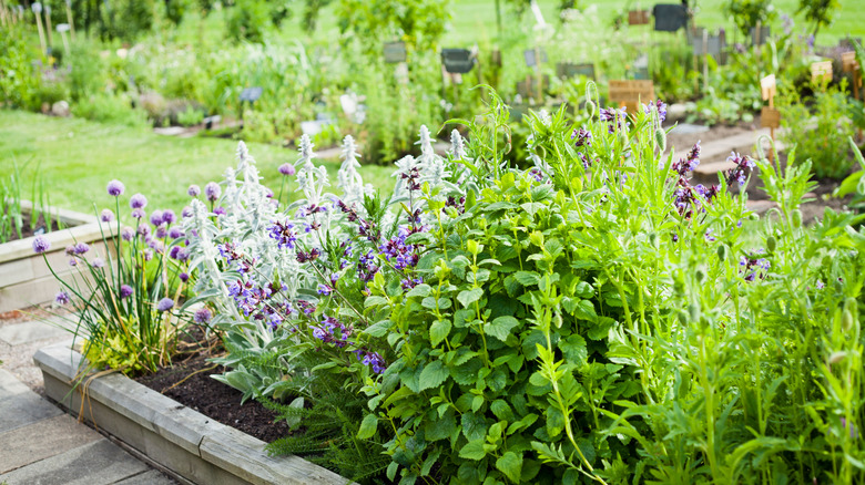 herbs planted in a raised bed