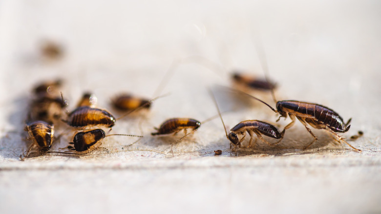 roaches in a kitchen