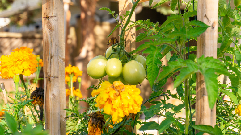 marigolds growing with tomatoes