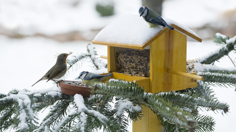 winter bird feeder