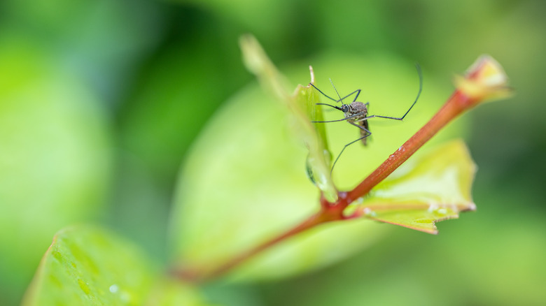 Mosquito on a leaf