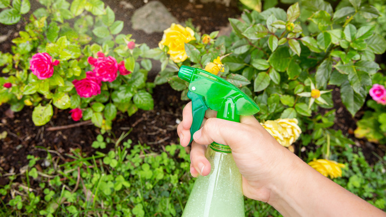 Spraying roses with spray bottle