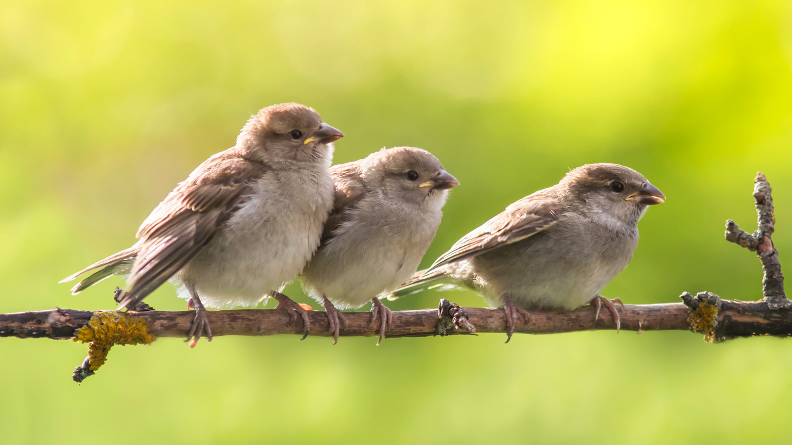 Can Peppermint Oil Really Repel Birds From Unwanted Areas?