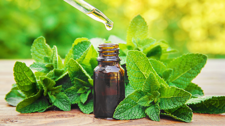 Peppermint leaves and oil