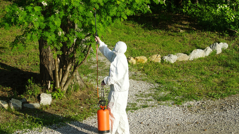 man spraying pesticide on tree