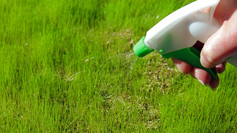 closeup of gardener spraying grass