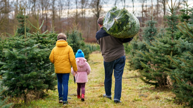 Carrying Christmas tree at farm