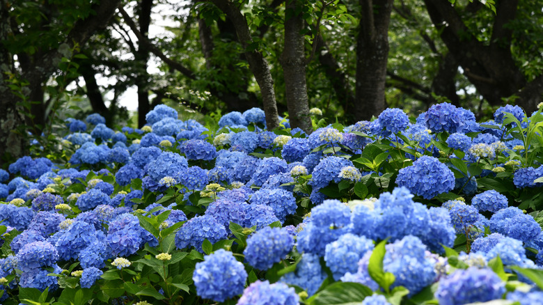 A mass of gorgeous blue hydrangeas growing under the shade of tall trees