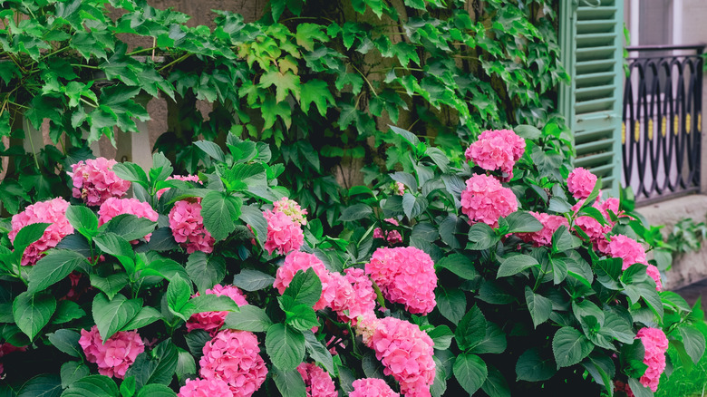 Lovely pink hydrangeas growing in front of a vine near the house