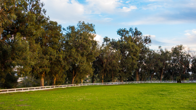 Eucalyptus trees behind white fence