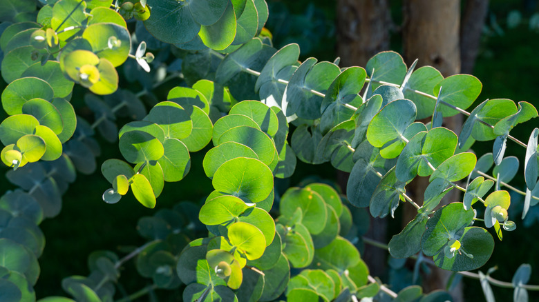 Eucalyptus leaves on branch