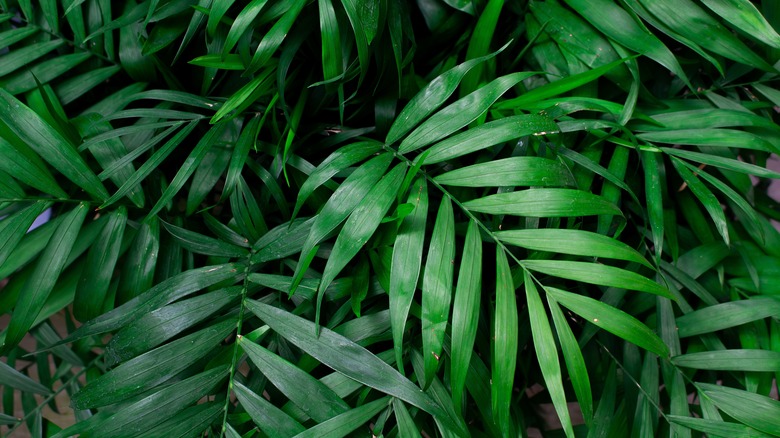 parlor palm leaves close up