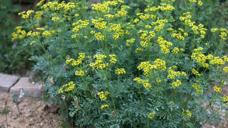 Herb of grace in flowerbed