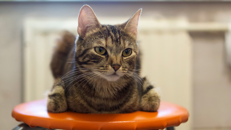 Cat sitting on stool