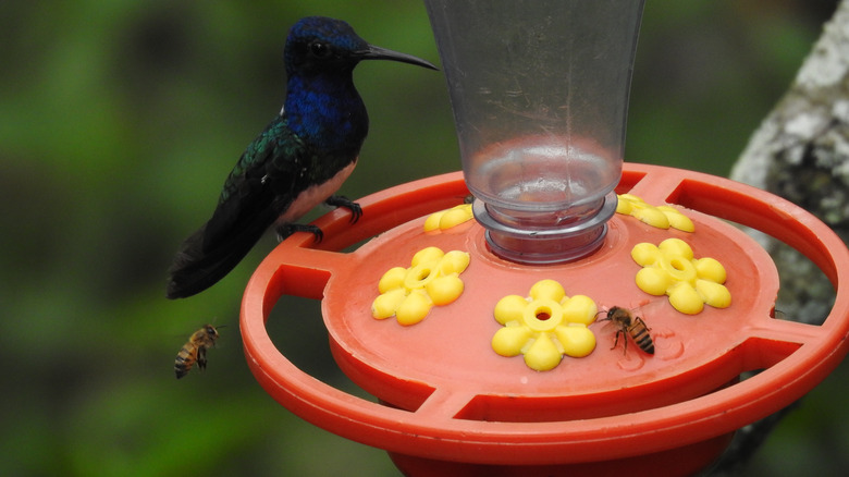 Hummingbird on feeder with bees