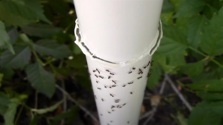 Ants blocked by Nectar Fortress