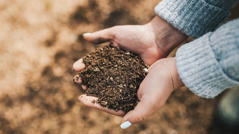 Person holding soil in hands