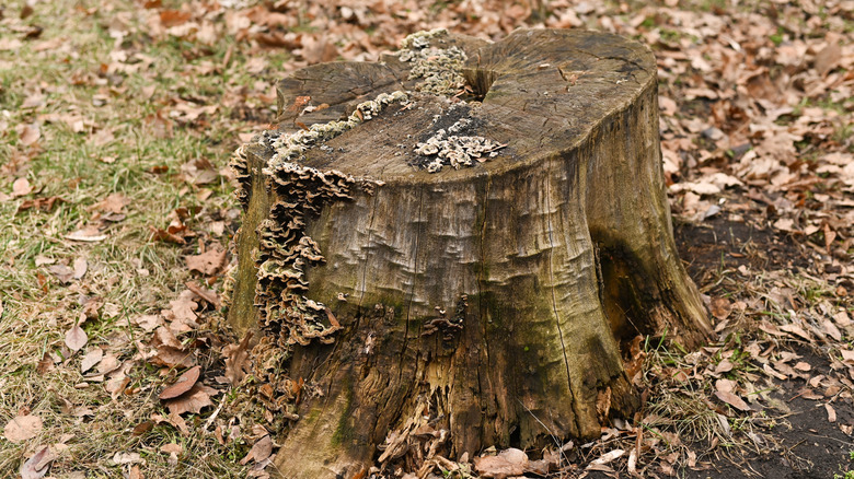 decaying tree stump covered in fungi