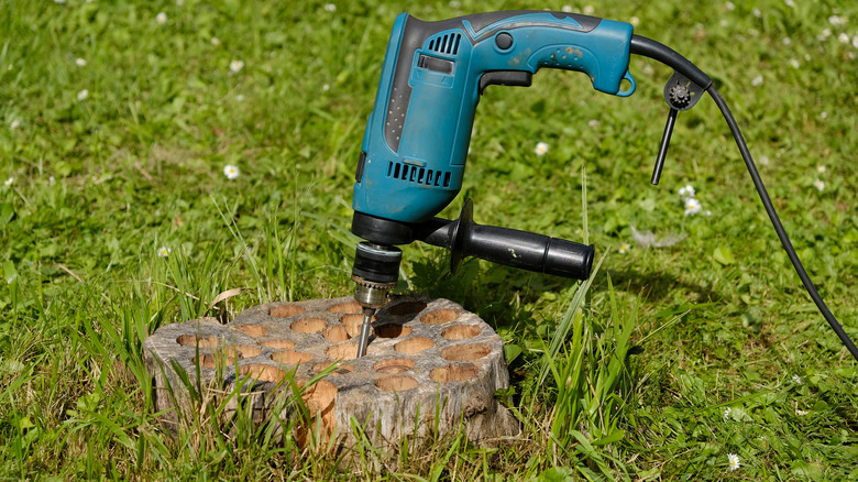 using drill to drill holes in tree stump