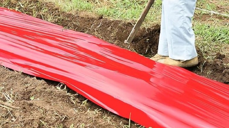 Red mulch can increase your tomato harvest.