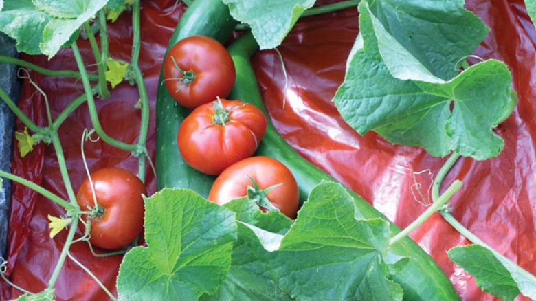 Does the color of mulch matter for tomatoes?