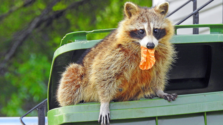 Raccoon in garbage bin