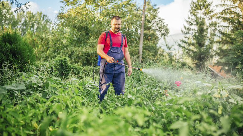 Man spraying chemical herbicides on weeds