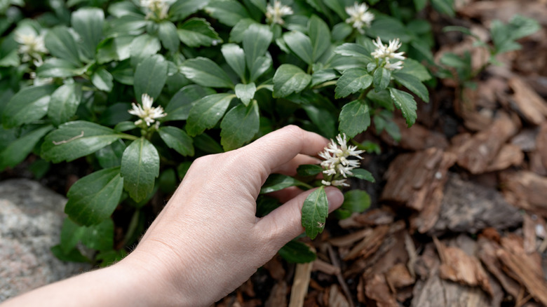 hand grabbing the white bloom of a pachysandra plant