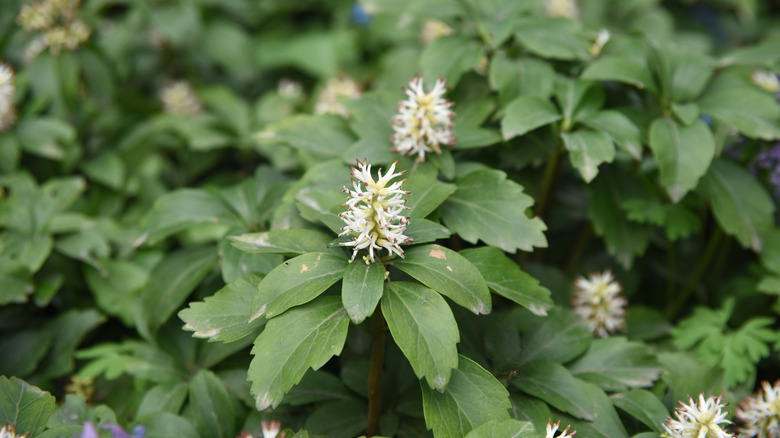 Close up of pachysandra plants with a few of them with white blooms