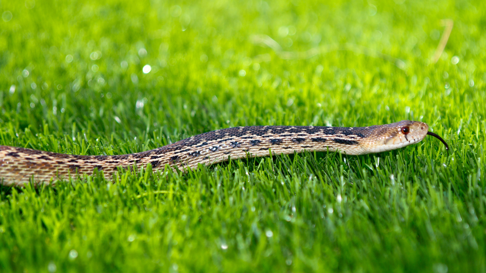 Can Vinegar Really Help Keep Snakes Out Of The Yard?