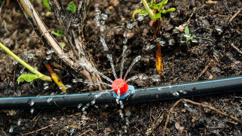 irrigation system in bed with blueberry plants