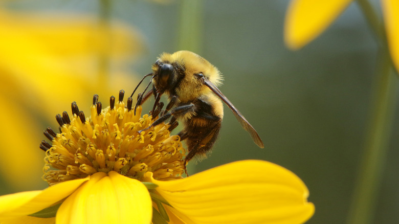 bee on flower