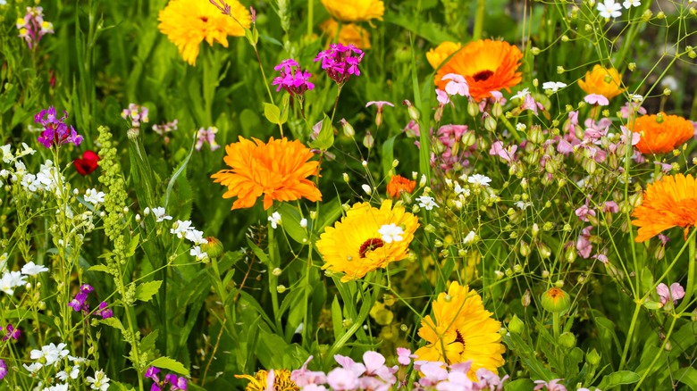 wildflower in a meadow