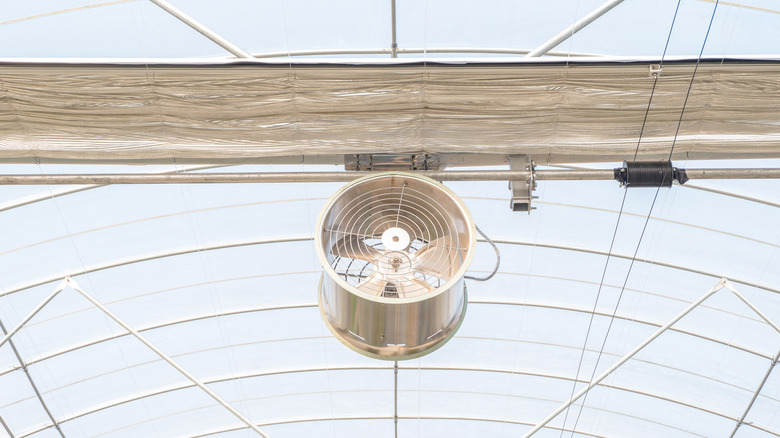 Fan hanging from greenhouse ceiling