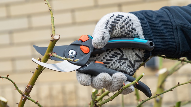 A gardener wearing gloves using pruning shears