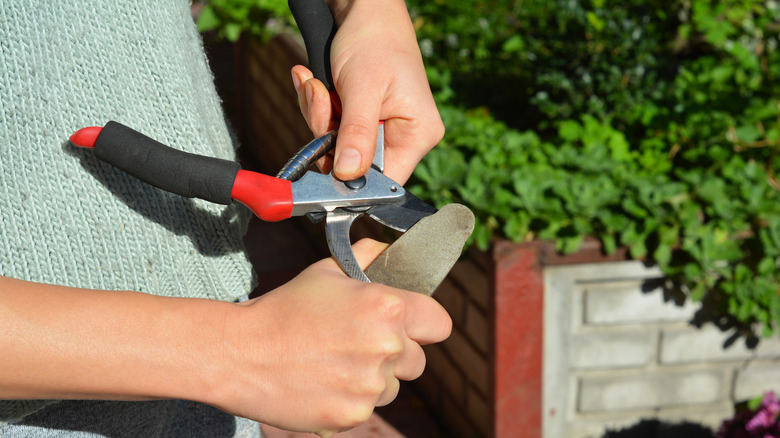 person sharpens pruning shears with sharpening stone