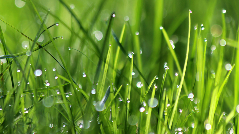 Wet blades of grass