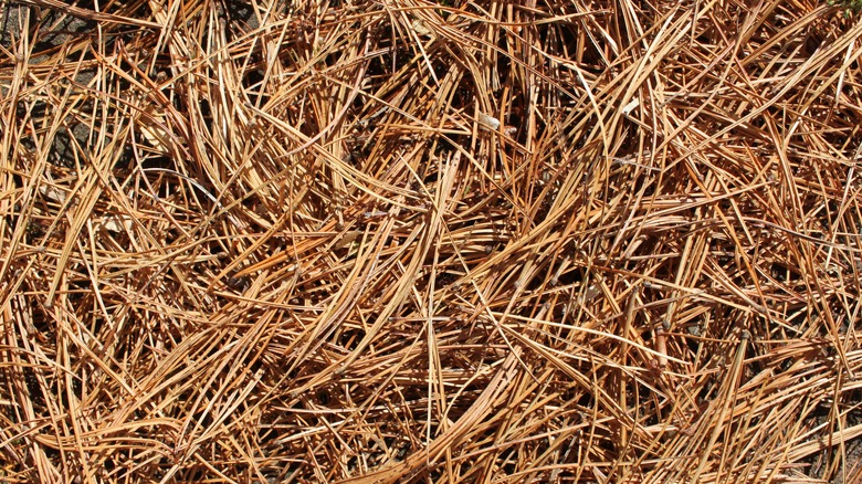 pile of pine needles on ground