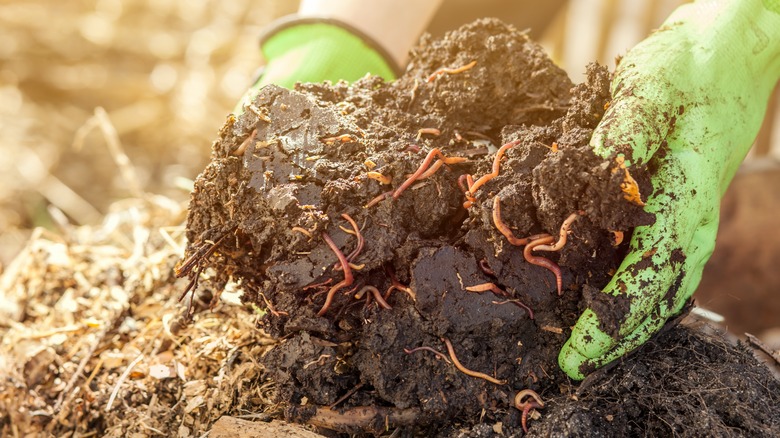 Person holding compost gloved hands