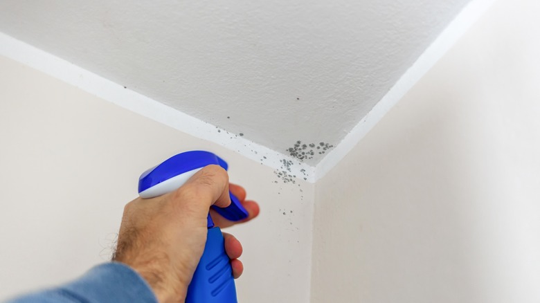 Vinegar bottle spraying mold in corner of ceiling