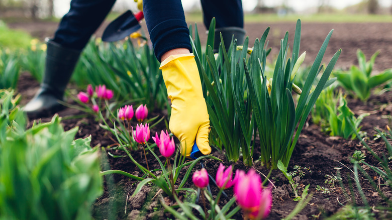 digging up pink tulips