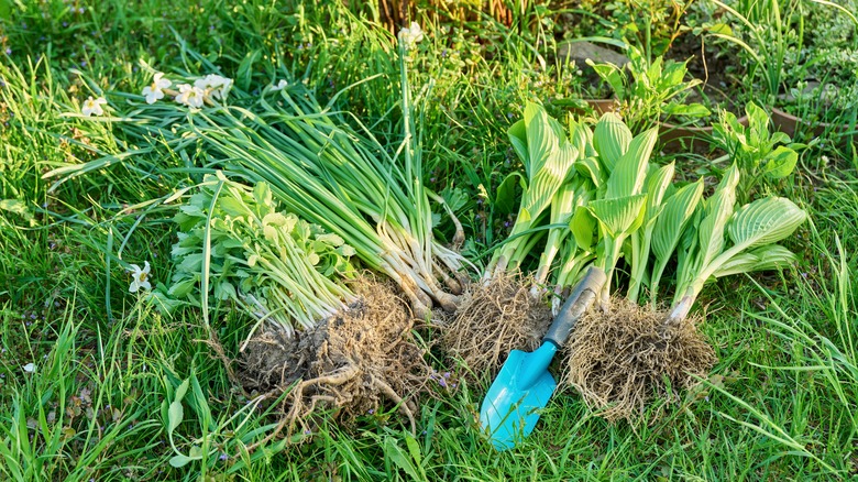 clumps of spring bulbs divided