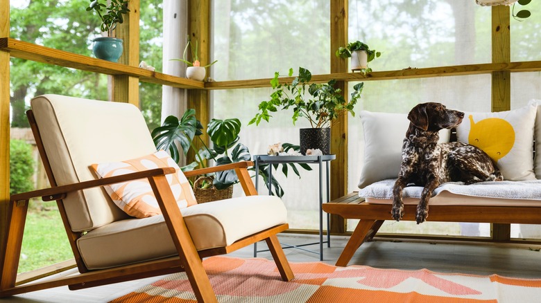 Dog sitting on screened in porch