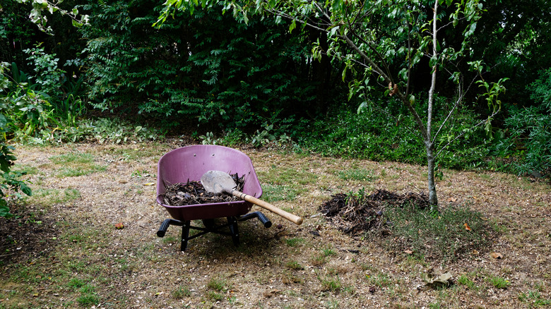 mulch for fruit tree