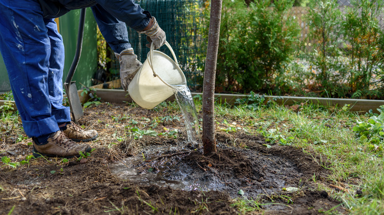 planting fruit tree