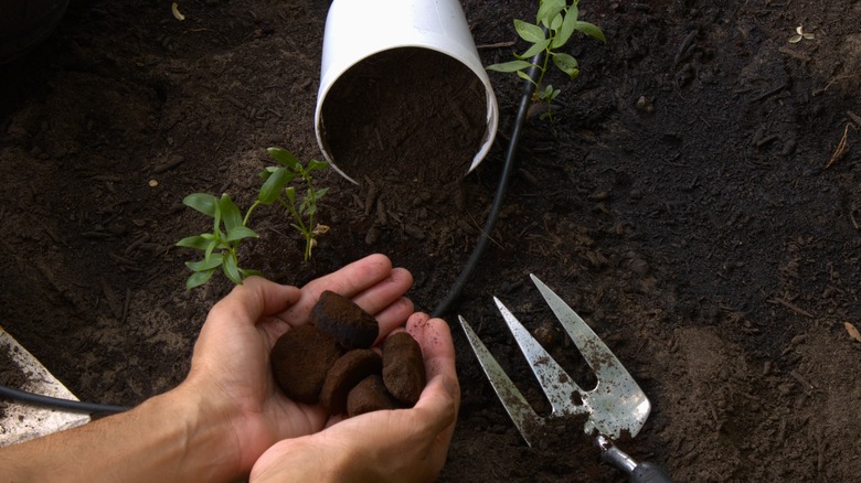 coffee grounds for garden