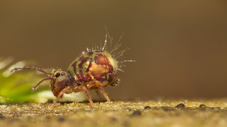 Tiny springtail