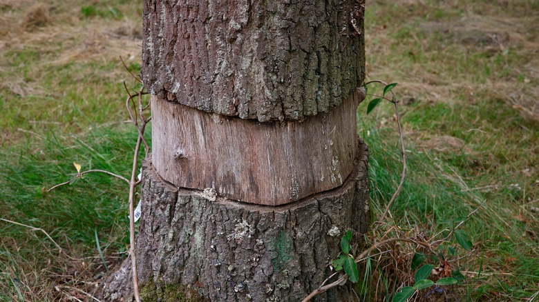 girdled tree